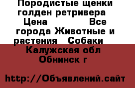 Породистые щенки голден ретривера › Цена ­ 25 000 - Все города Животные и растения » Собаки   . Калужская обл.,Обнинск г.